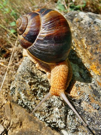 The snail creeps on a stone
