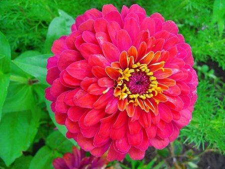 Beautiful large red flower on a green backgroundの写真素材