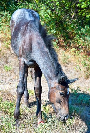 foal walking on grass in field の写真素材
