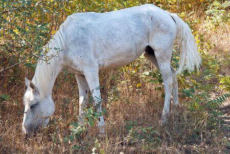 white horseの写真素材