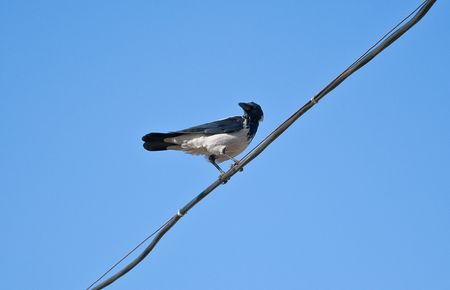 a crow sits on a wireの写真素材