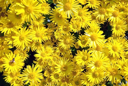 yellow chrysanthemum flowers backgroundの写真素材