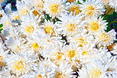 Beautiful flower of a chrysanthemumの写真素材