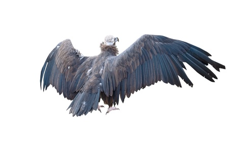 Mountain eagle, image on a white backgroundの写真素材