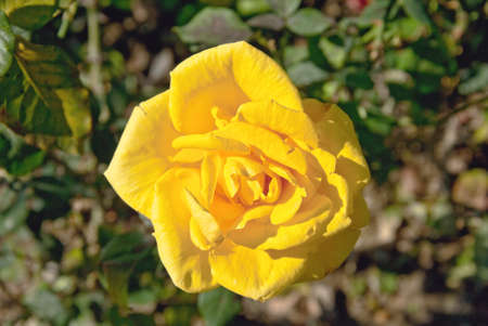 yellow rose in the gardenの写真素材