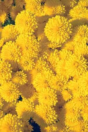 Beautiful flower of a chrysanthemumの写真素材
