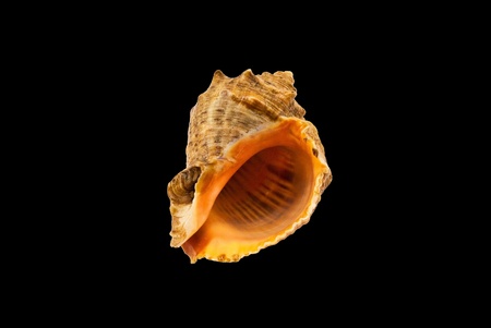 Shell Rapa whelk from the Black seaの写真素材