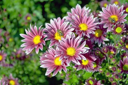 Beautiful flower of a chrysanthemumの写真素材