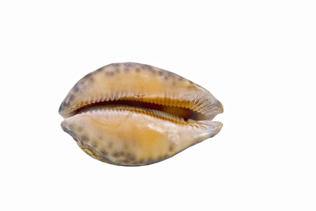shell isolated on white  の写真素材