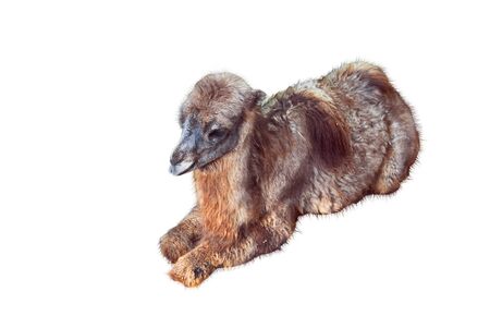 Young camel isolated on whiteの写真素材