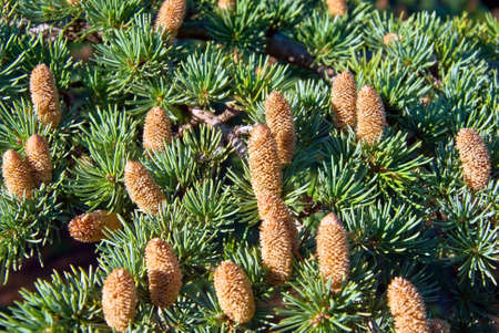 Beautiful cones on a spruce branchの写真素材