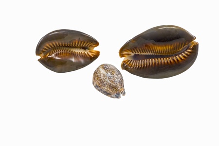 shells cowry isolated on whiteの写真素材
