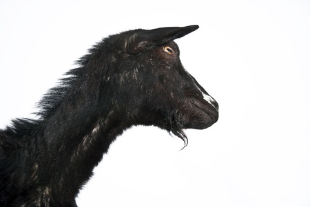 Portrait of black goat on a white backgroundの写真素材