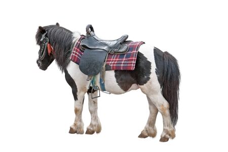 Nice Little Pony on a white background の写真素材