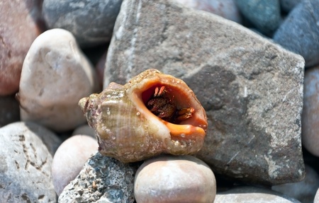 hermit crab on stones