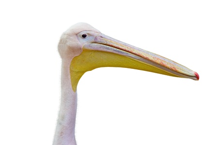 Portrait of a  pink pelican isolated on white backgroundの写真素材