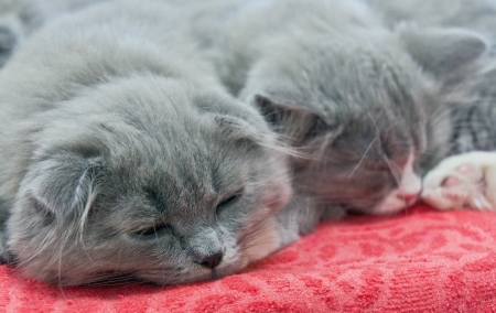two cute kittens sleeping on bed coverの写真素材
