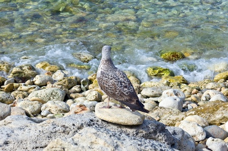 the Marine gull on restの写真素材