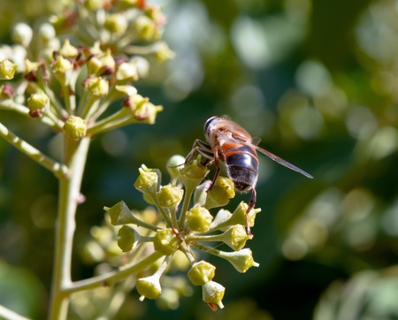 the bee on spring flowers