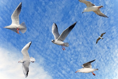 Group of sea gulls against a blue sky with clouds