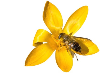 the bee on spring flowersの写真素材