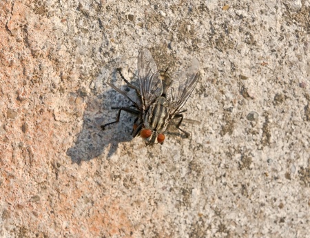 fly sits on a wall