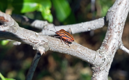 Bedbug on leaf in the morning sunlight