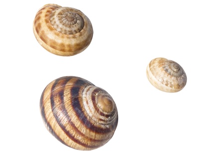 snail creeps on a white backgroundの写真素材