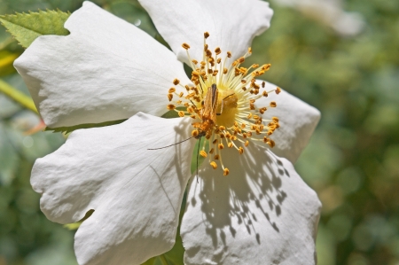 Bugs sit on a beautiful wood flowerの写真素材