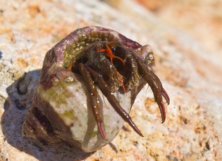 the big hermit crab on stones in summer