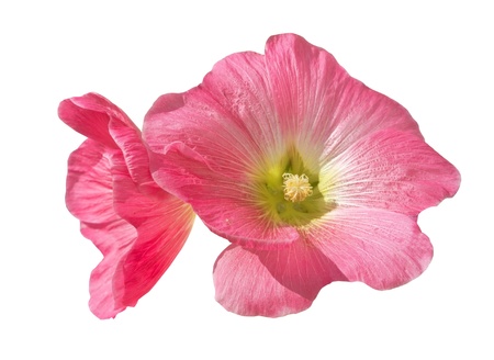 Large flower pink on white backgroundの写真素材