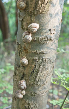 Snails on a treeの写真素材