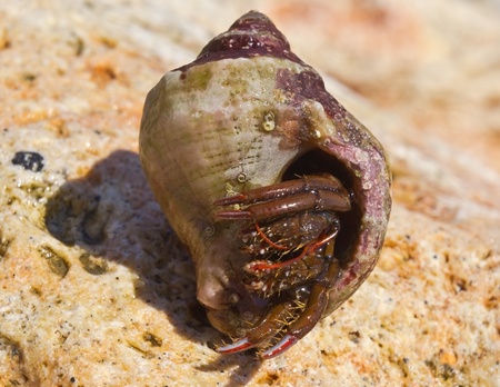 the big hermit crab on stones in summerの写真素材