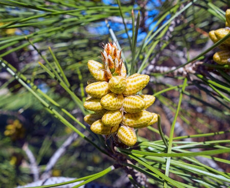 Beautiful cones on a spruce branch