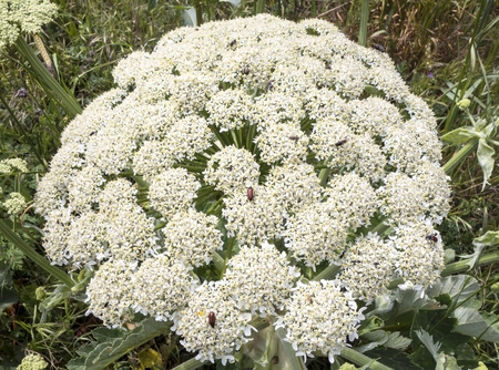 Mountain flower in Crimea in the spring