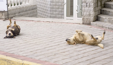 dogs have a rest a roast in the day-timeの写真素材