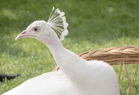 large beautiful white peacock sits on a chairの写真素材