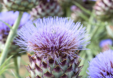 Artichoke plants flower on a branchの写真素材