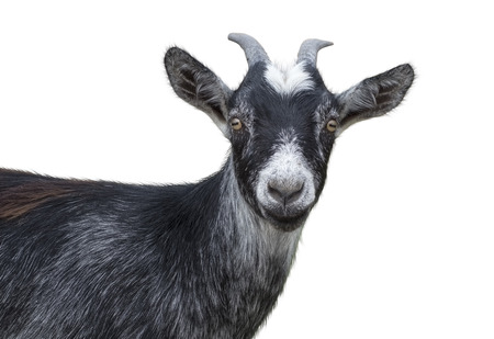 Portrait of black goat on a white の写真素材