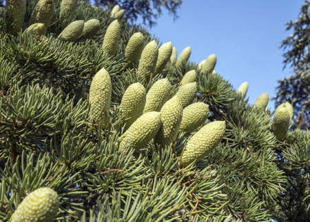 Beautiful cones on a spruce branchの写真素材