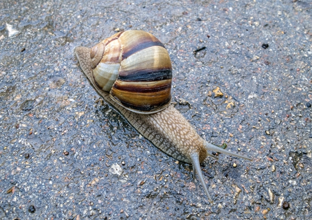 A large beautiful snail creeps on a roadの写真素材
