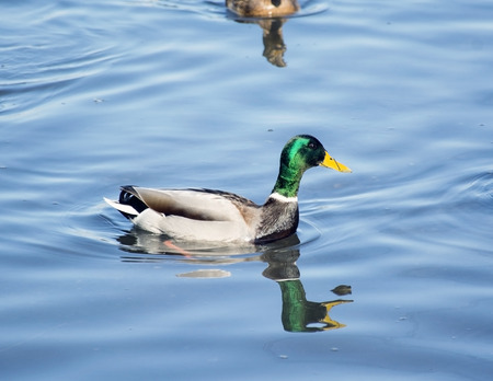 The big  Duck float in a waterの写真素材