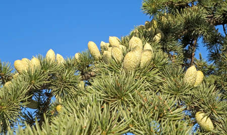 Beautiful cones on a spruce branch