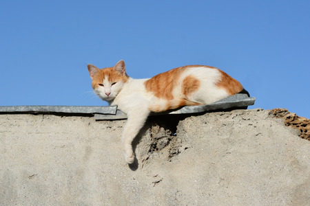 red cat basks in the sunの写真素材