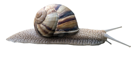 A large beautiful snail on a white backgroundの写真素材