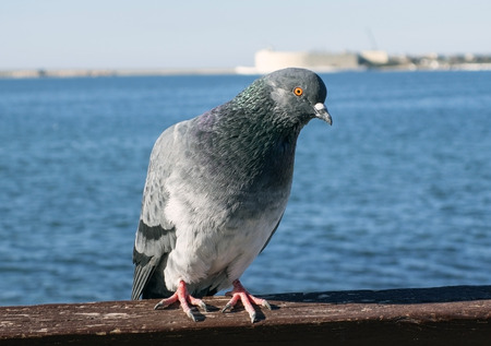 A pigeon looks at a seaの写真素材