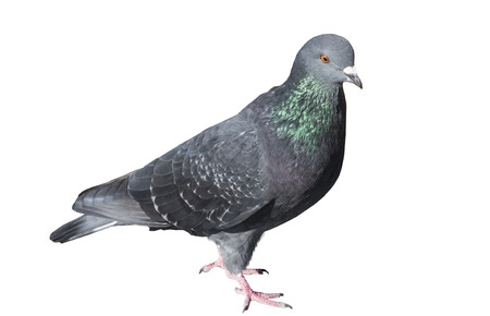 one grey pigeon isolated on white background