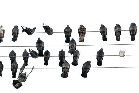 pigeons sit on wires on a white backgroundの写真素材