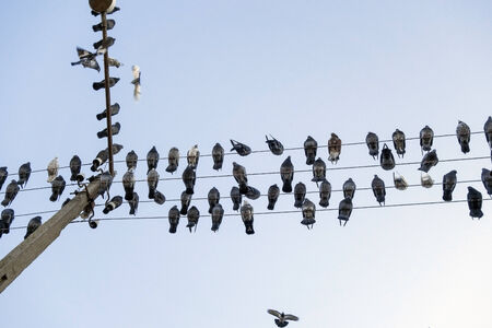 pigeons sit on wires on a background skyの写真素材