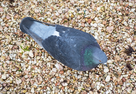the big Beautiful pigeon on a walk